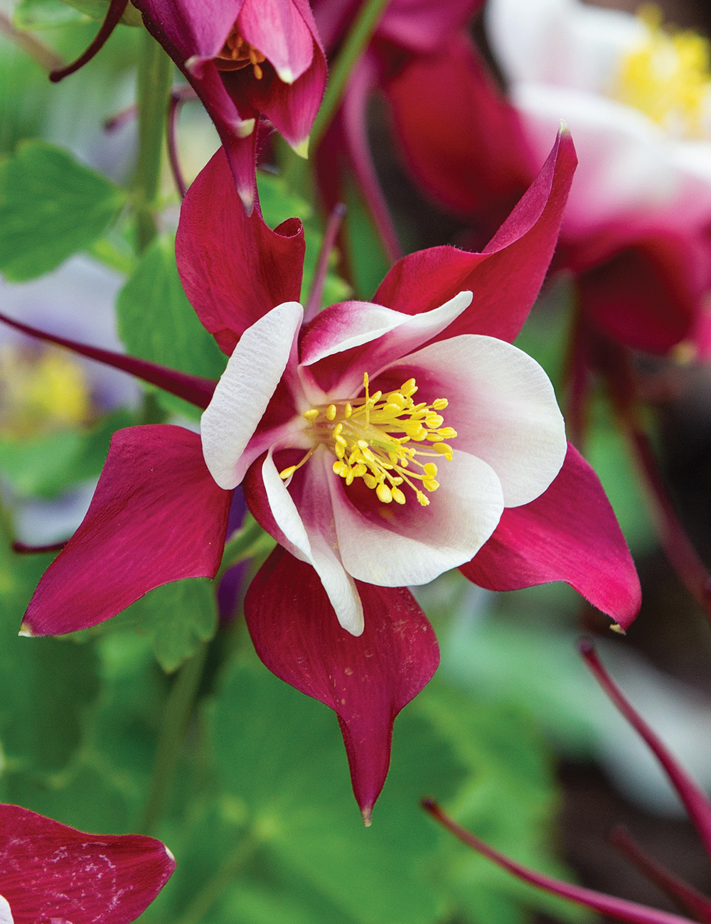 Tesselaar Fundraising Aquilegia Swan Series