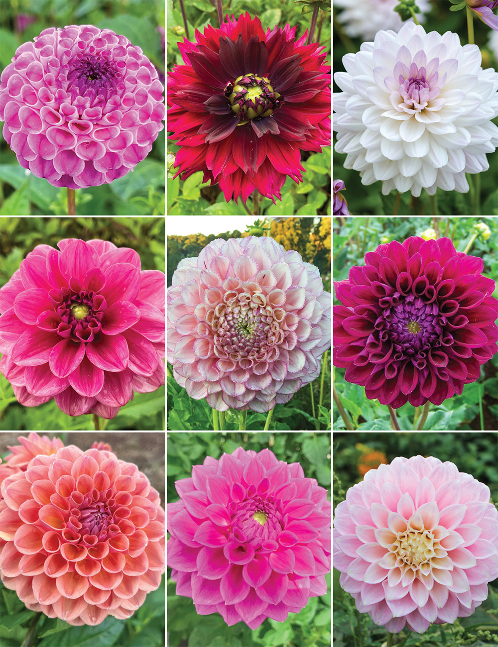 Tesselaar Fundraising - Cool Tone Dahlias Collection