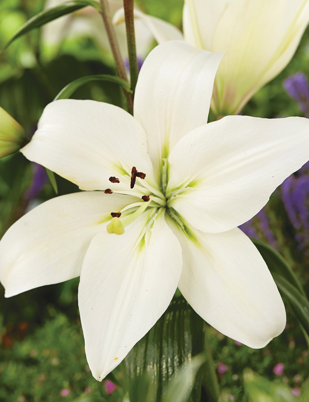 Tesselaar Fundraising - Asiatic Lilies Litouwen