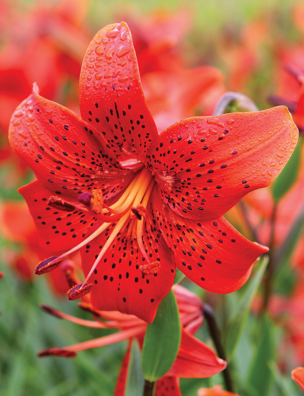 Tesselaar Fundraising Tiger Lily 'Red Life'